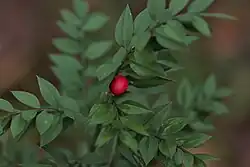 Ruscus aculeatus portant un fruit