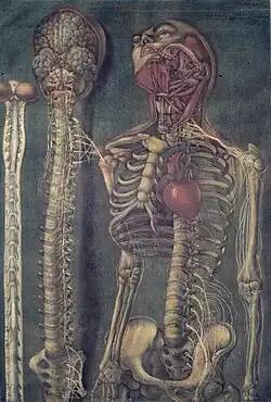 Structure du corps humain