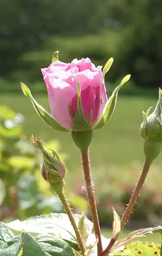 Image illustrative de l’article Madame Lombard