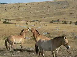 Chevaux de Przewalski sur le causse Méjean.