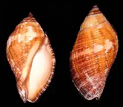 Nassa francolina