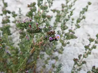 Description de l'image Frankenia boissieri.jpg.