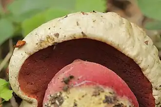 Pores orangés à rouges, rouge sang, bleuissants à la pression.