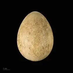 Œuf de Fratercula arctica grabae -  Muséum de Toulouse.