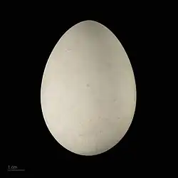 Œuf de Fratercula arctica naumanni -  Muséum de Toulouse.