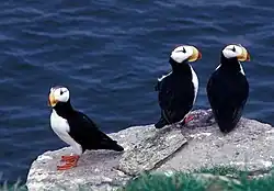 Trois oiseaux noir et blanc surplombent l'océan au bord d'une falaise
