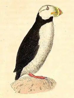 Dessin de Macareux cornu posté sur un rocher. Il est vu de profil.