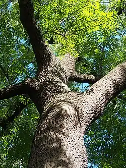 Vue en contre-plongée du tronc et de la ramure d'un beau frêne.