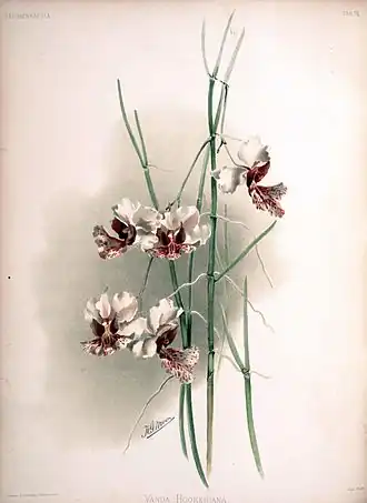 Description de l'image Frederick Sander - Reichenbachia II plate 74 (1890) - Vanda hookeriana.jpg.