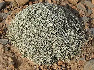 Chou-fleur de Bou Hammama (Fredolia aretioides), endémique du Sahara occidental