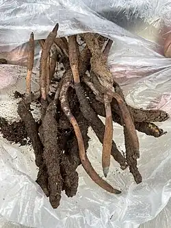 O. sinensis fraîchement cueillis.