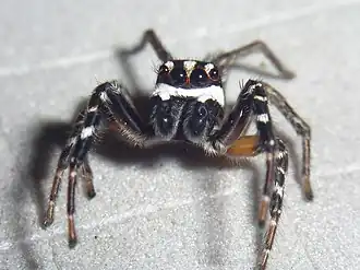 Description de l'image Freya decorata male 01.jpg.