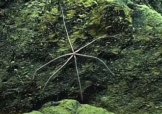 Freyastera sp. au large de Porto Rico (4&nbsp;500&nbsp;m de profondeur).