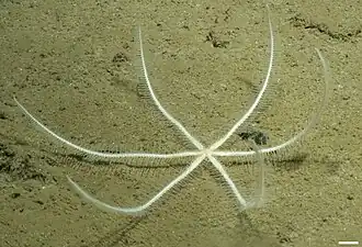 Freyastera cf. tuberculata