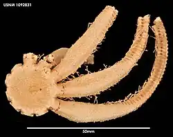 Freyella fragilissima.