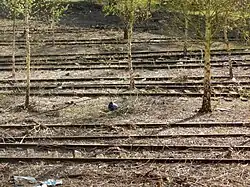 Friche (ancien faisceau de voies), après l'opération de débroussaillage réalisée en 2018.