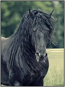 Tête d'un cheval noir vu de face, avec des crins abondants