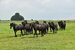  Plusieurs chevaux noirs dans un pré vert.