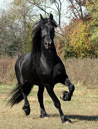 Cheval noir