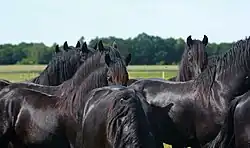 Partie supérieure de plusieurs chevaux noirs.