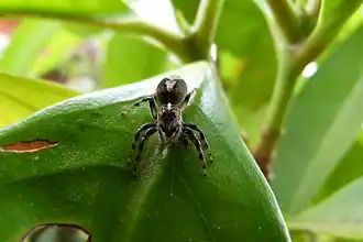 Description de cette image, également commentée ci-après