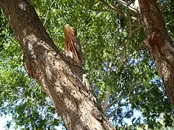 camouflé dans son environnement naturel