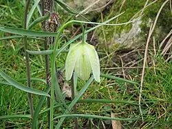 Variété à fleur blanche.