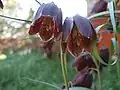 Fritillaria ruthenica