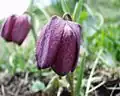 Fritillaria tubiformis