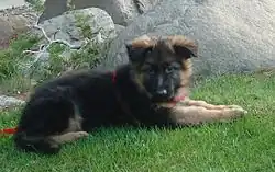 Chiot berger allemand âgé de neuf semaines.