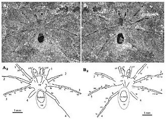 Description de l'image Friularachne.jpg.