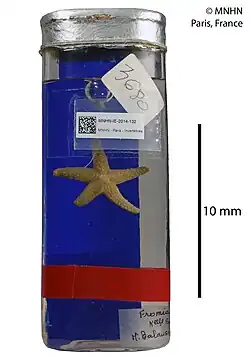 Fromia balansae (MNHN).