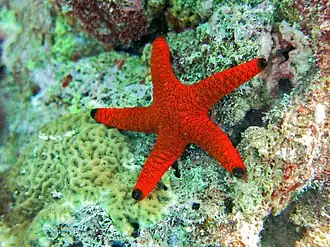 Une étoile de mer indienne (Fromia indica)