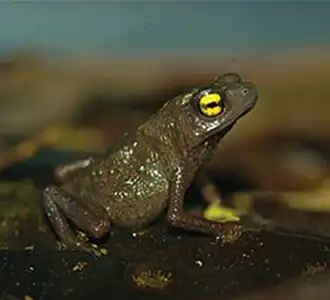 Description de l'image Frostius erythrophthalmus (10.3897-zookeys.753.21438) Figure 2 (cropped).jpg.