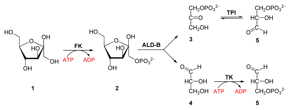 Dégradation du fructose par la glycolyse.1 : fructose. FK : fructokinase. 2 : fructose-1-phosphate. ALD-B : aldolase B. 3 : dihydroxyacétone phosphate. TPI : triose-phosphate isomérase. 4 : glycéraldéhyde. TK : triokinase&nbsp;(en). 5 : glycéraldéhyde-3-phosphate.