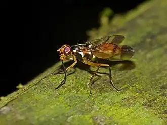 Description de cette image, également commentée ci-après