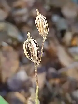 Photographie en couleurs de d'une tige portant deux fruits secs et vides fendus dans leur longueur.
