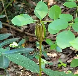Photographie en couleurs d'une tige surmontée d'un fruit vert plusieurs fois fendu dans sa longueur.