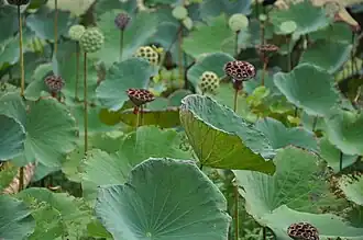 Faux-fruits du lotus et feuilles.