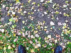 N° 3Fruits et feuilles sous le ginkgo biloba.