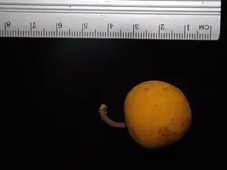 Description de l'image Fruto Sarcaulus Brasiliensis.JPG.