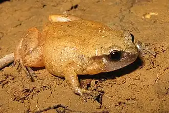Description de l'image Fry's Frog - Austrochaperina fryi.jpg.