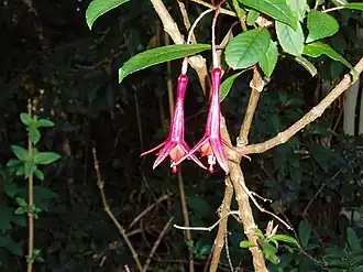 Description de l'image Fuchsia denticulata Ruiz and Pav. (AM AK297151-1).jpg.