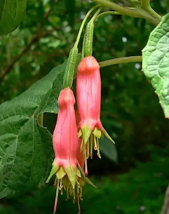 Description de l'image Fuchsia splendens 3.jpg.