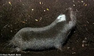 Description de l'image Fukomys darlingi Rudloff.jpg.