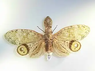 Fulgora - Fulgora laternaria