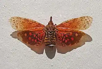 Fulgore satanas (Mexique)