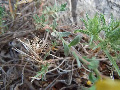 Vue de la tige et des feuilles.