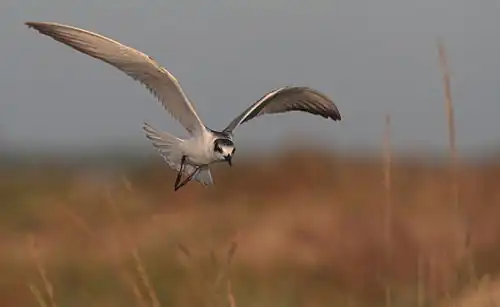 La guifette moustac en 2011.