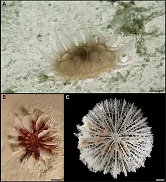 Description de l'image Fungiacyathus (Fungiacyathus) cf. fragilis (10.3897-zookeys.1113.82172) Figure 14.jpg.
